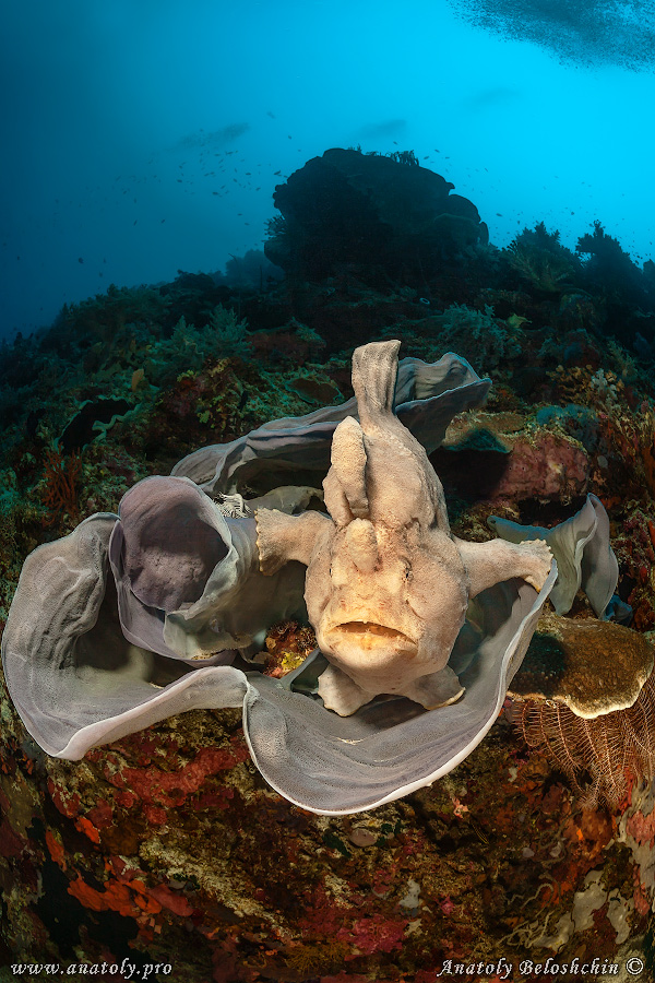 Frog fish, Philippines, Beloshchin, Белощин