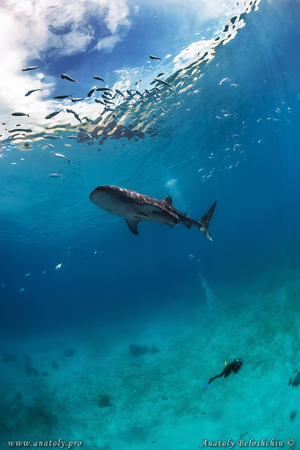 Shark, Philippines, Beloshchin, Белощин