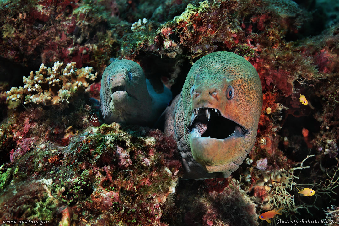 Maldives, Underwater wide angle, Anatoly Beloshchin, Белощин