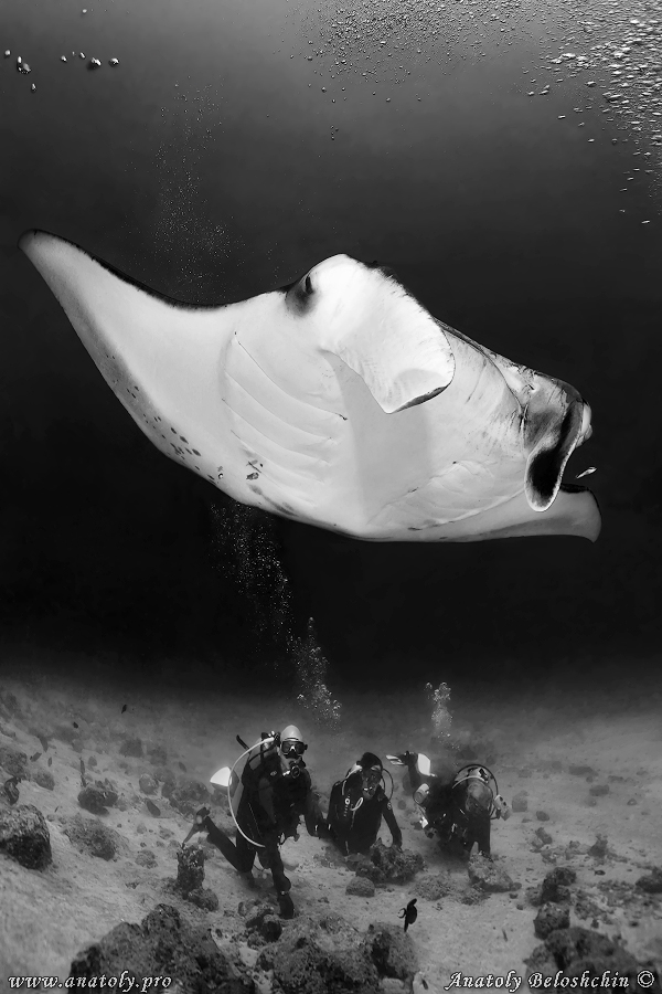 Manta, Maldives, Underwater wide angle, Anatoly Beloshchin, Белощин
