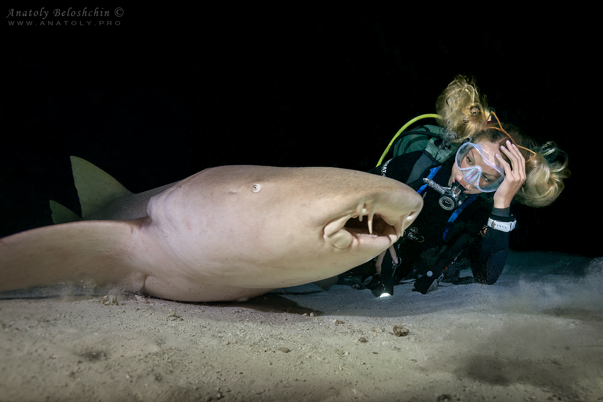 Maldives, Мальдивы, Beloshchin, Белощин, Shark, акула