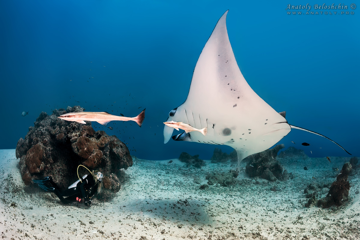 Maldives, Мальдивы, Beloshchin, Белощин, Manta, манта