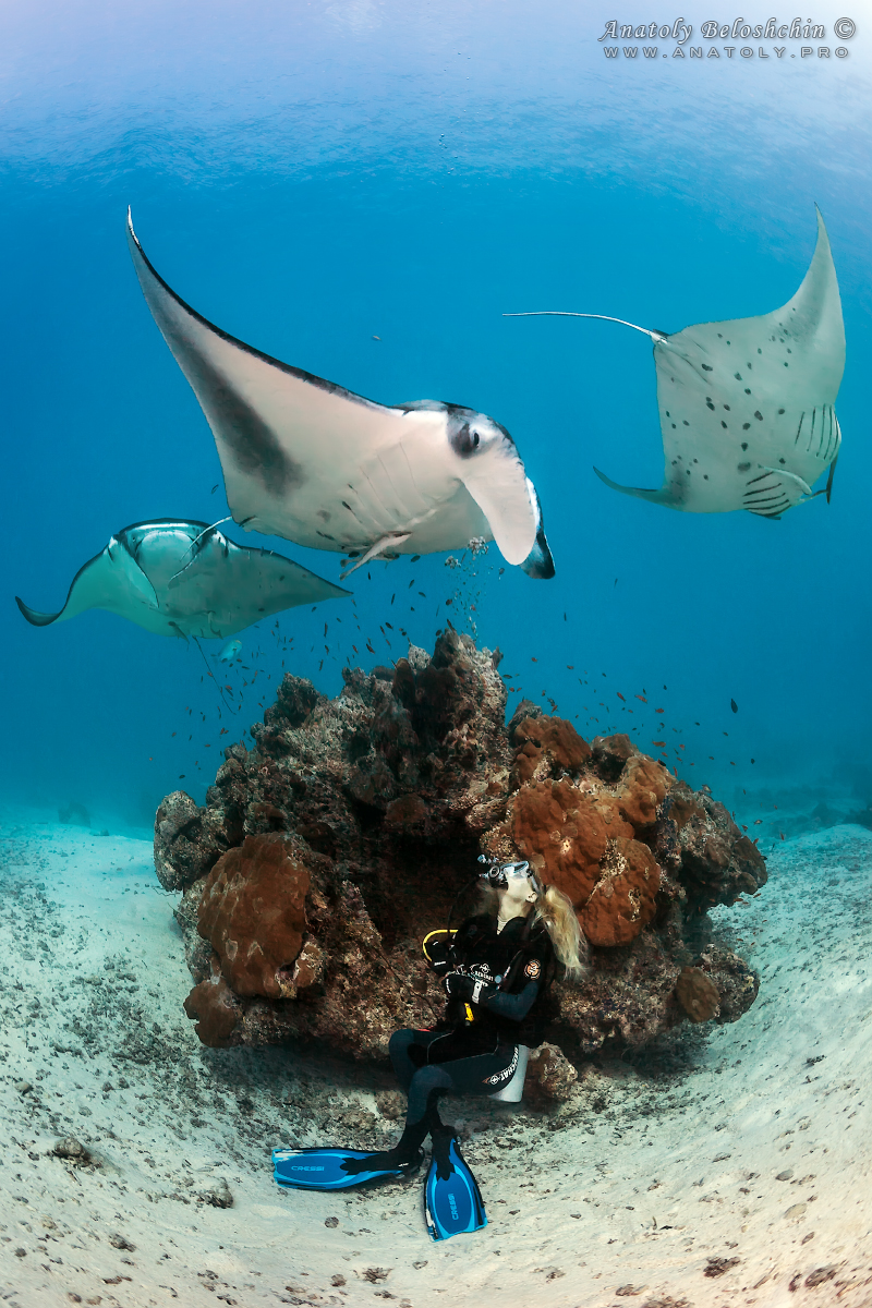 Maldives, Мальдивы, Beloshchin, Белощин, manta, манта