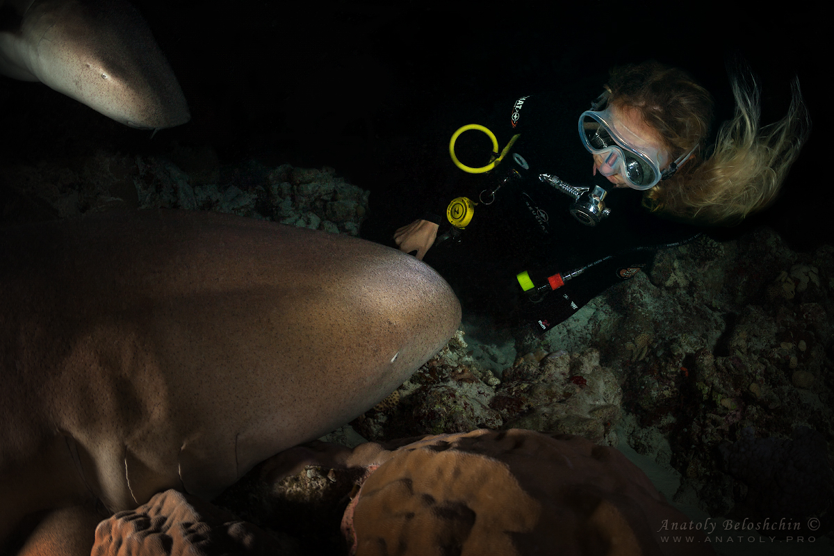 Maldives, Мальдивы, Beloshchin, Белощин, Shark, акула