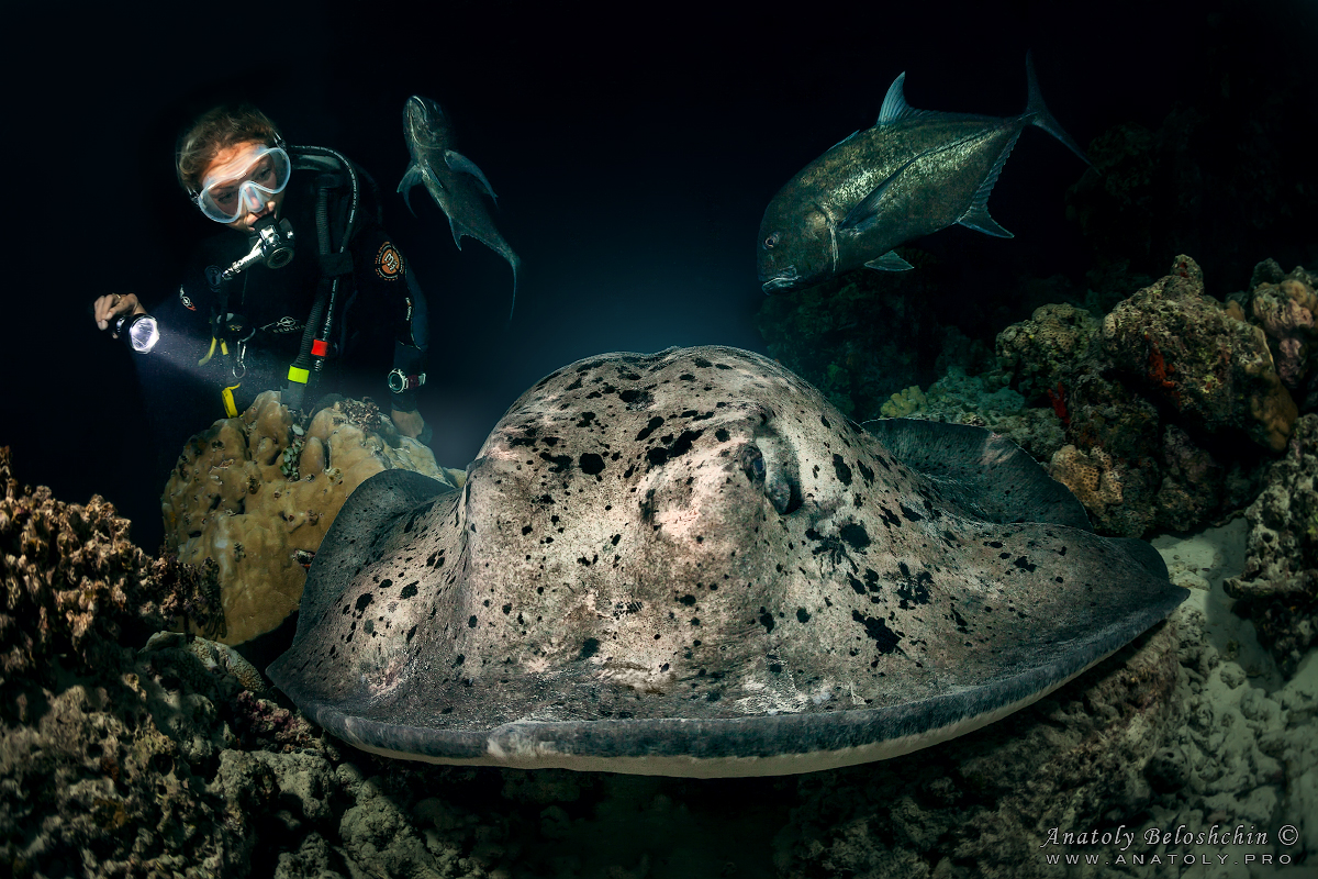 Stingray. Maldives. Photo by Anatoly Beloshchin