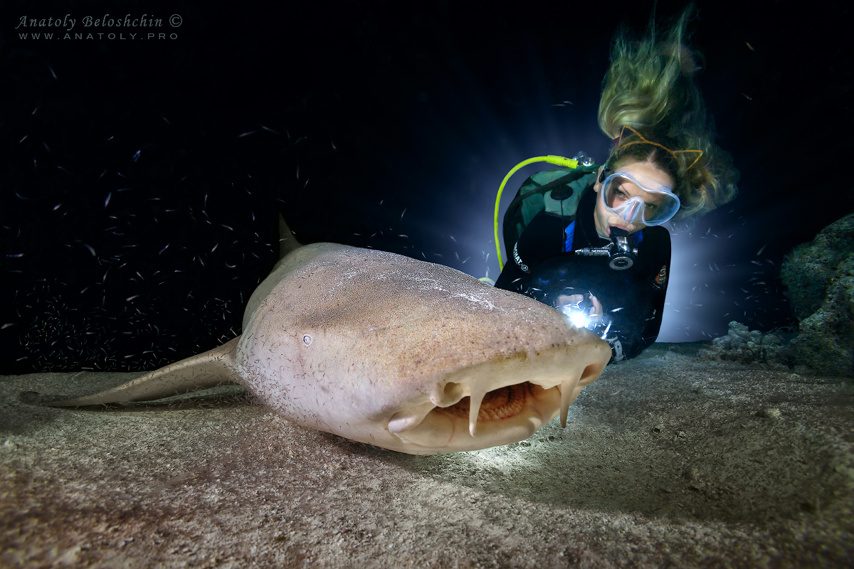 Nurse Shark. Maldives, Мальдивы, Beloshchin, Белощин