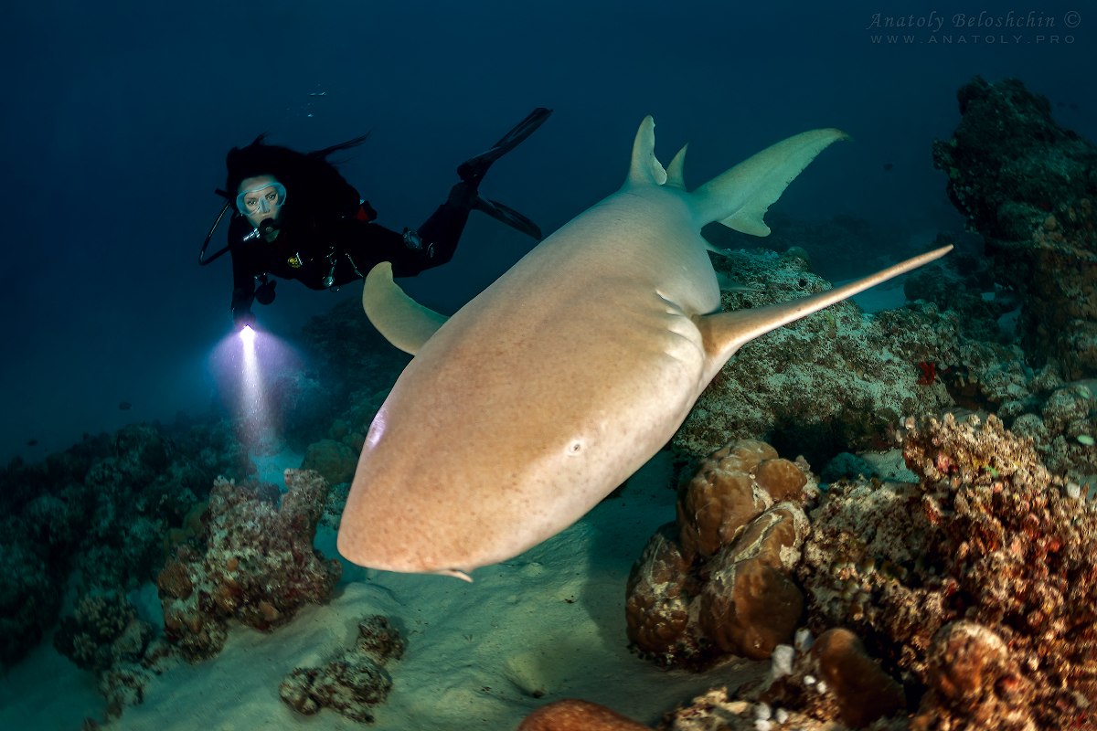 Maldives, Мальдивы, Beloshchin, Белощин, Shark, акула