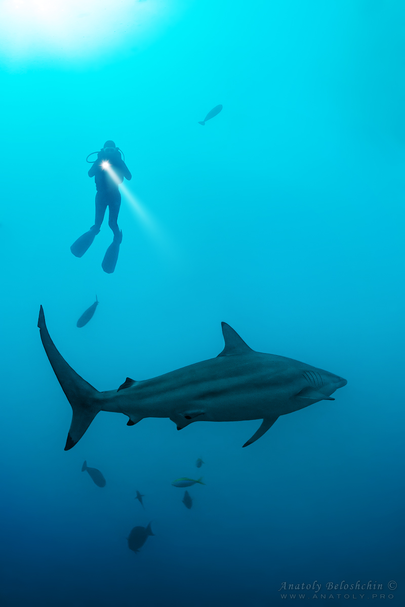 Maldives, Мальдивы, Beloshchin, Белощин, Shark, акула