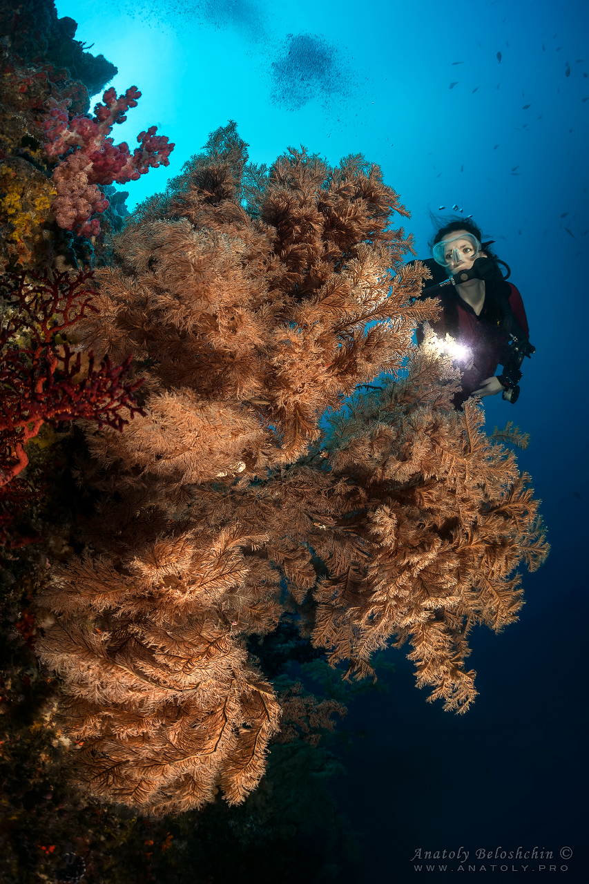 Palau, Anatoly Beloshchin, Палау, Анатолий Белощин