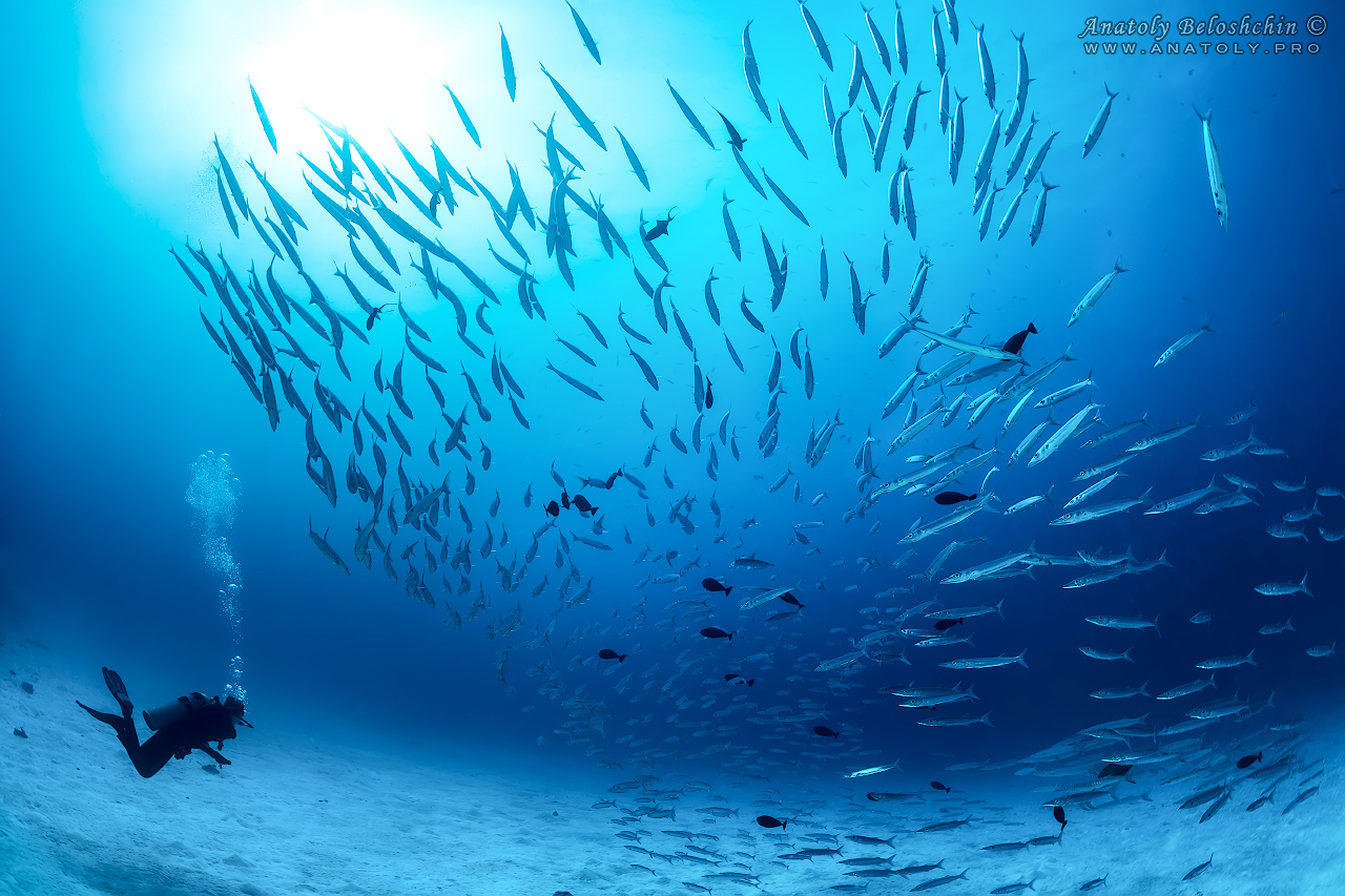 Palau, Anatoly Beloshchin, Палау, Анатолий Белощин