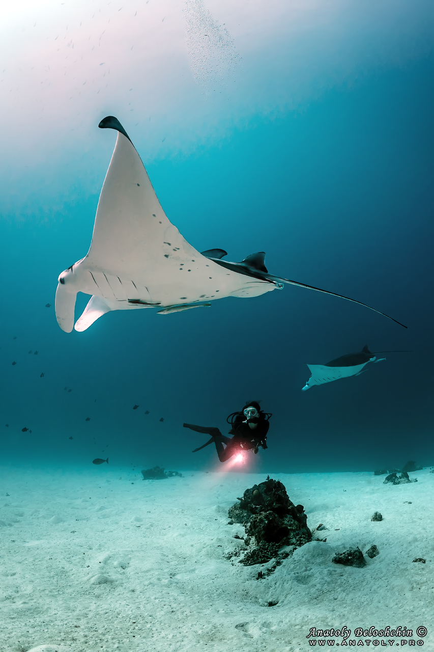 Palau, Anatoly Beloshchin, Палау, Анатолий Белощин, mantas