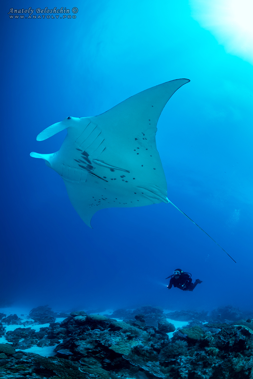 Palau, Anatoly Beloshchin, Палау, Анатолий Белощин, Mantas