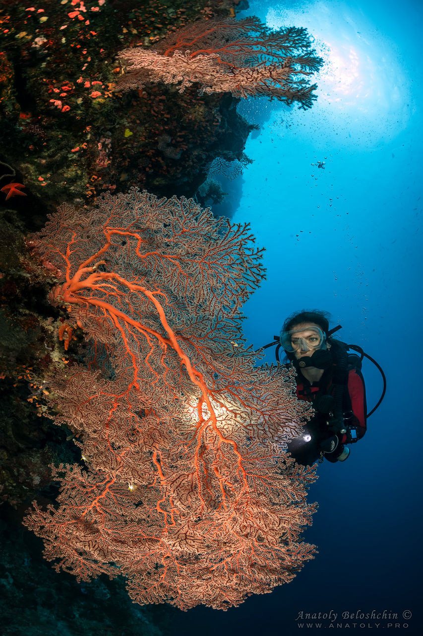 Palau, Anatoly Beloshchin, Палау, Анатолий Белощин