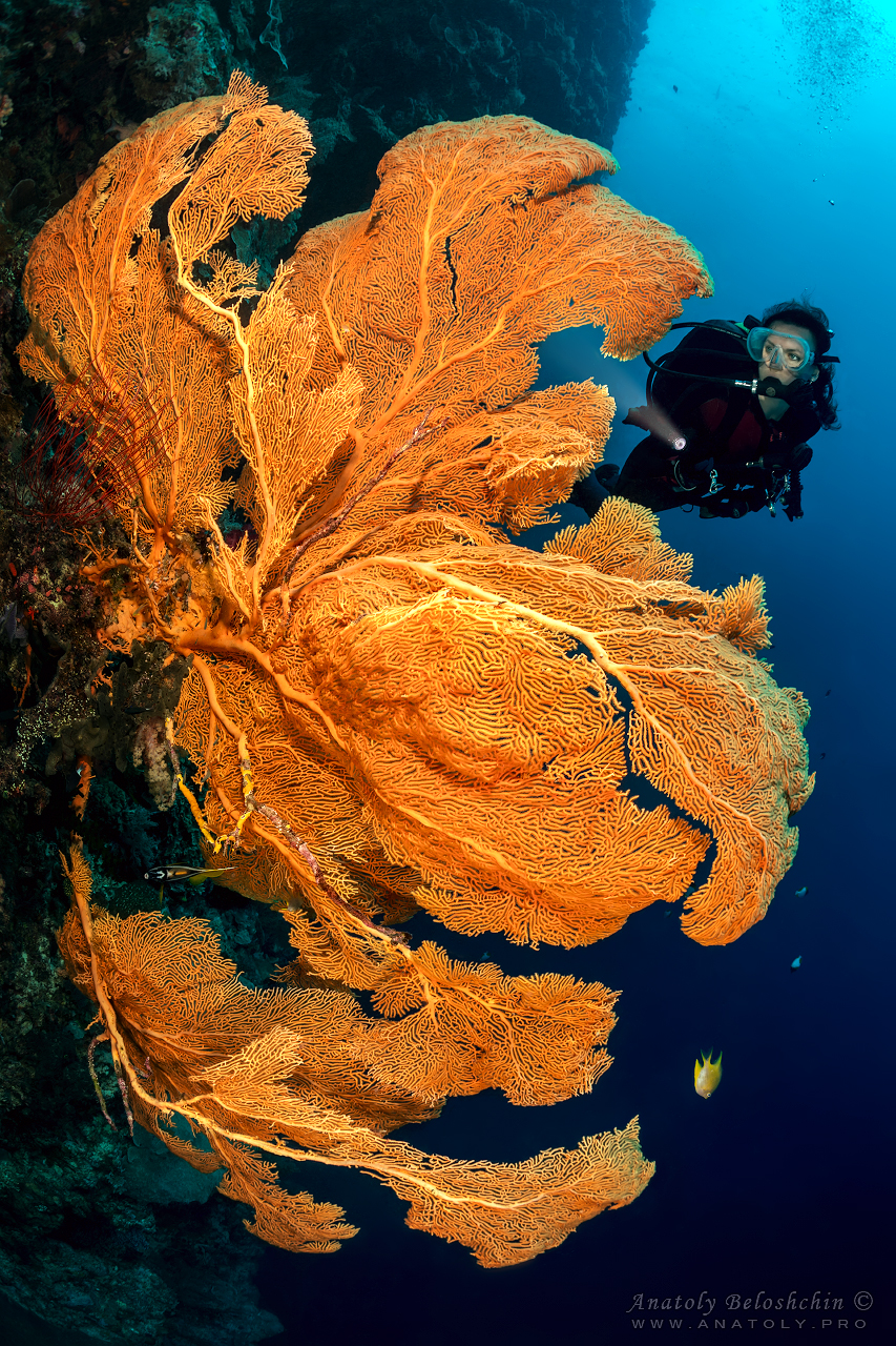 Palau, Anatoly Beloshchin, Палау, Анатолий Белощин