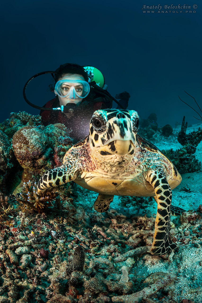 Palau, Anatoly Beloshchin, Палау, Анатолий Белощин