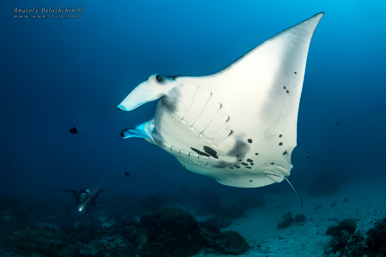 Palau, Anatoly Beloshchin, Палау, Анатолий Белощин
