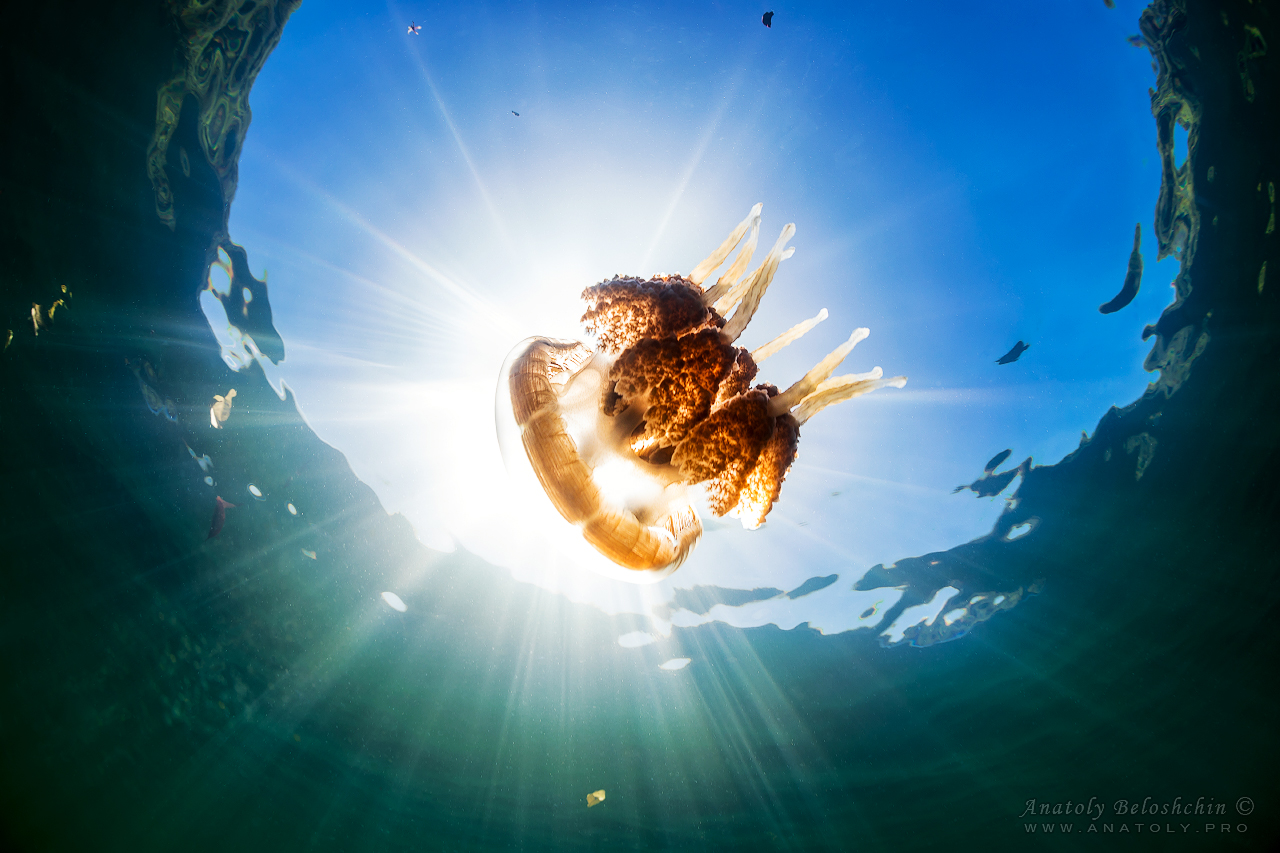 Palau, Anatoly Beloshchin, Палау, Анатолий Белощин