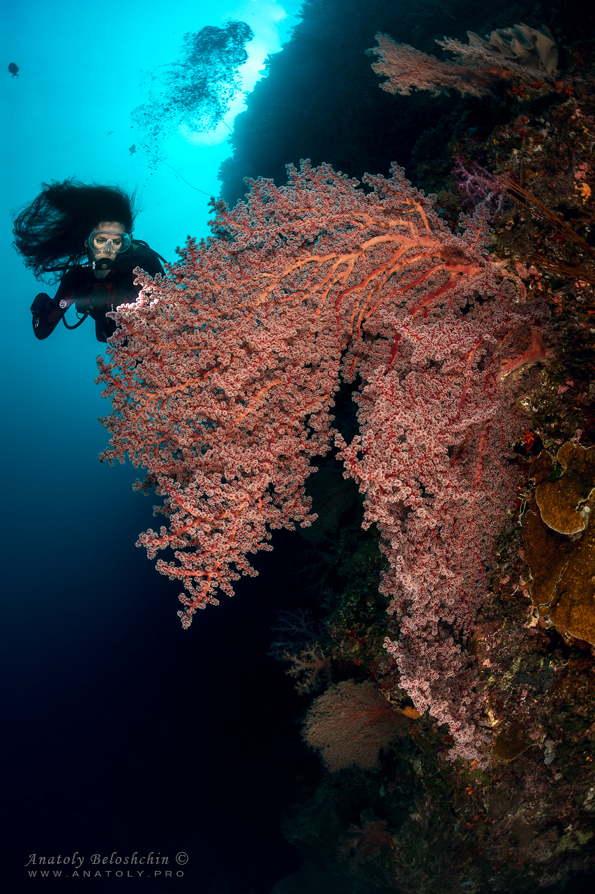 Palau, Anatoly Beloshchin, Палау, Анатолий Белощин