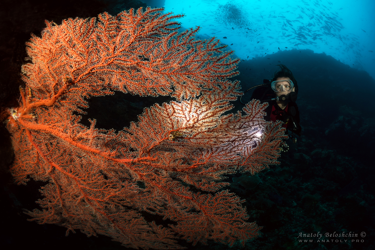 Palau, Anatoly Beloshchin, Палау, Анатолий БелощинPalau, Anatoly Beloshchin, Палау, Анатолий Белощин