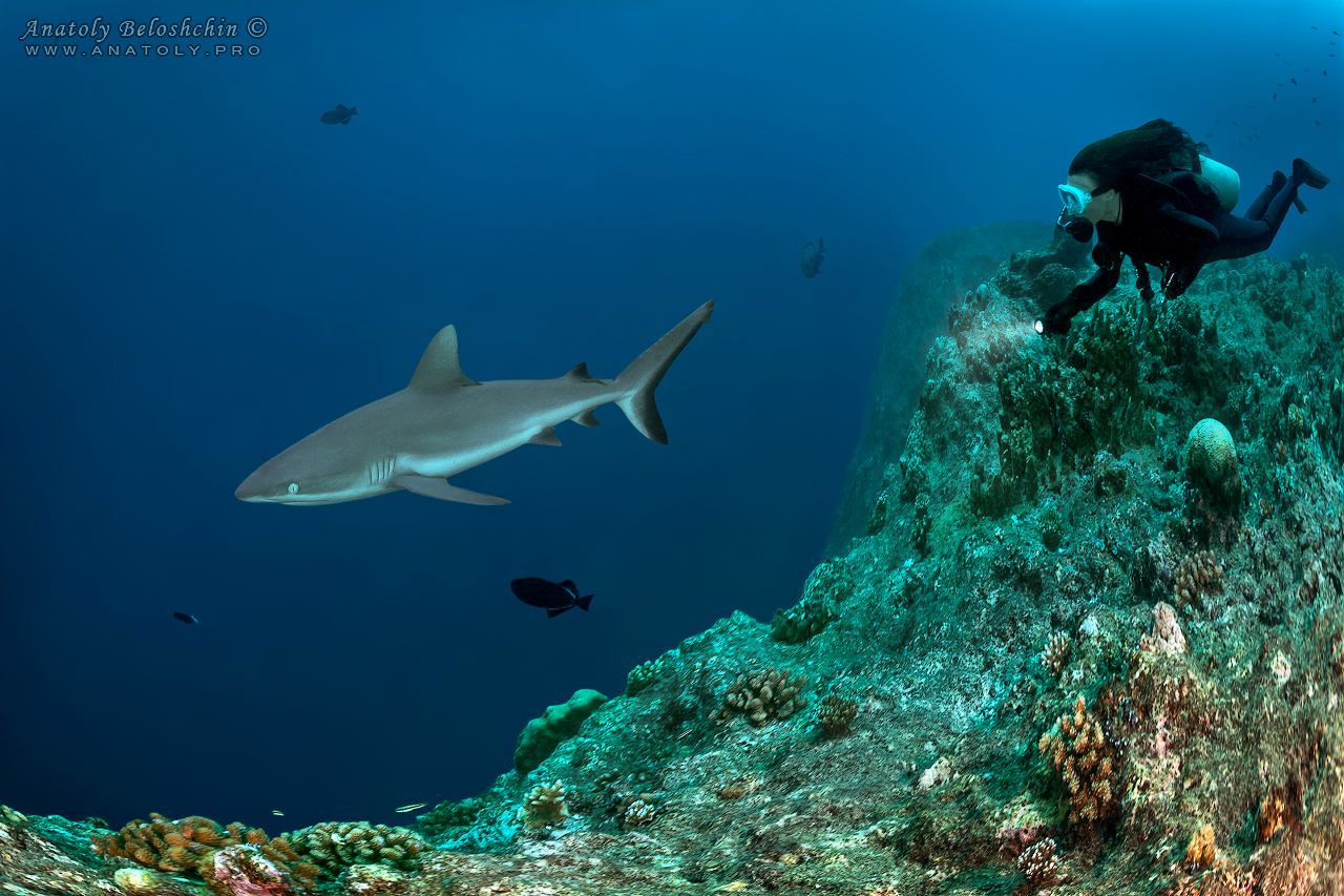 Palau, Anatoly Beloshchin, Палау, Анатолий Белощин, shark