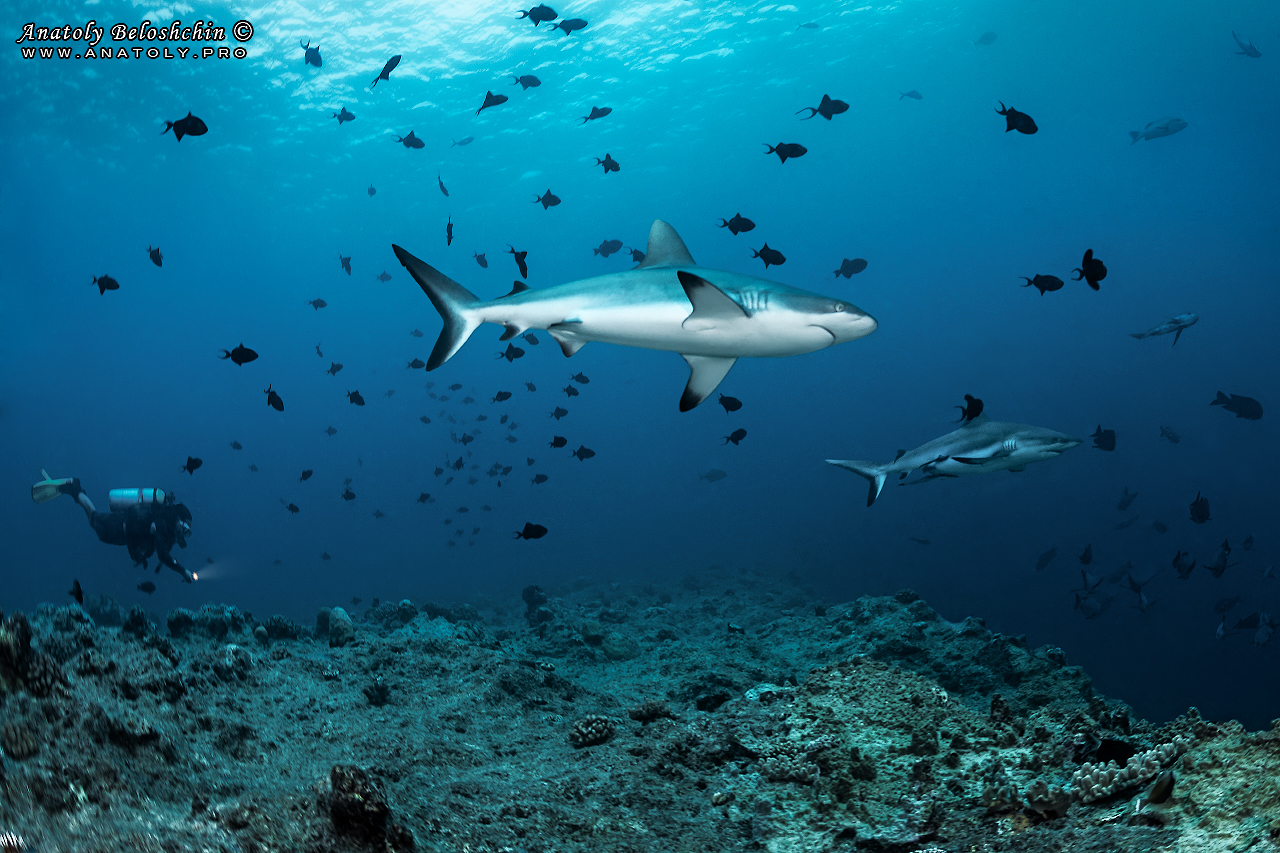 Palau, Anatoly Beloshchin, Палау, Анатолий Белощин, shark