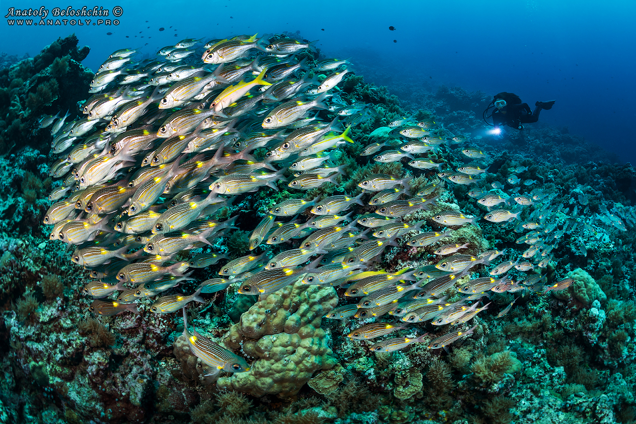 Palau, Anatoly Beloshchin, Палау, Анатолий Белощин