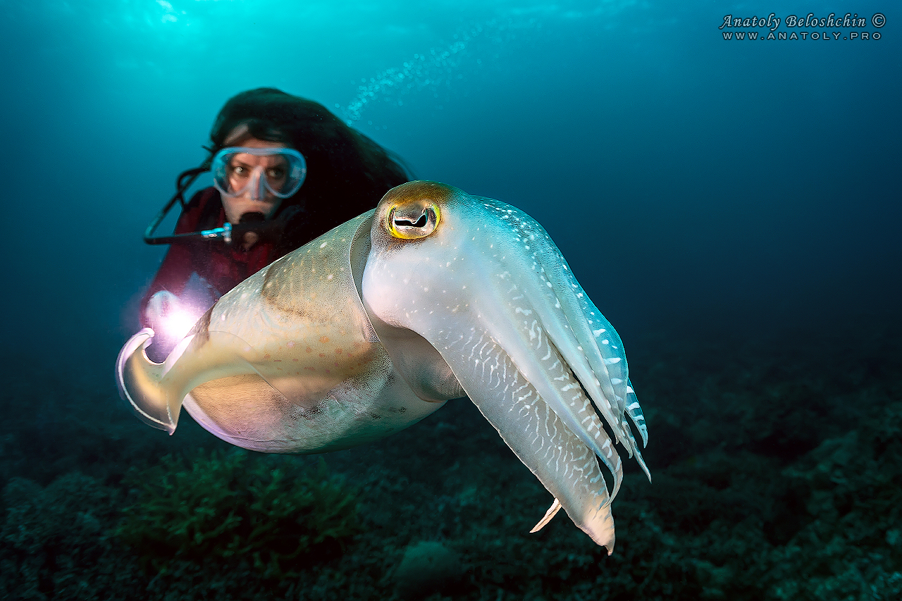 Palau, Anatoly Beloshchin, Палау, Анатолий Белощин, cuttlefish