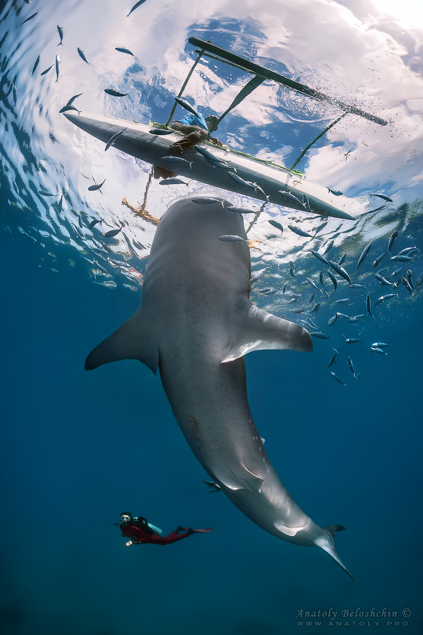 Whale Shark, Philippines, Beloshchin, Белощин