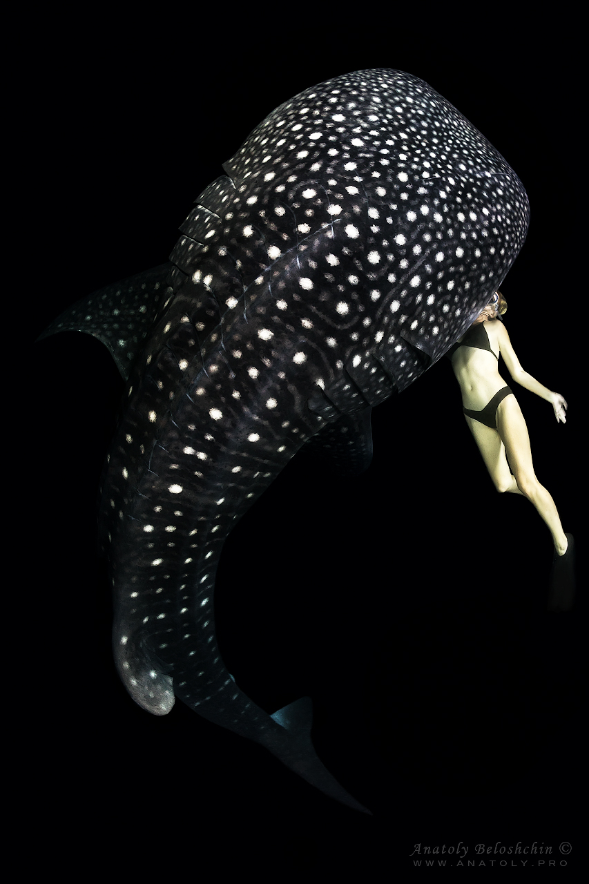 Whale shark 