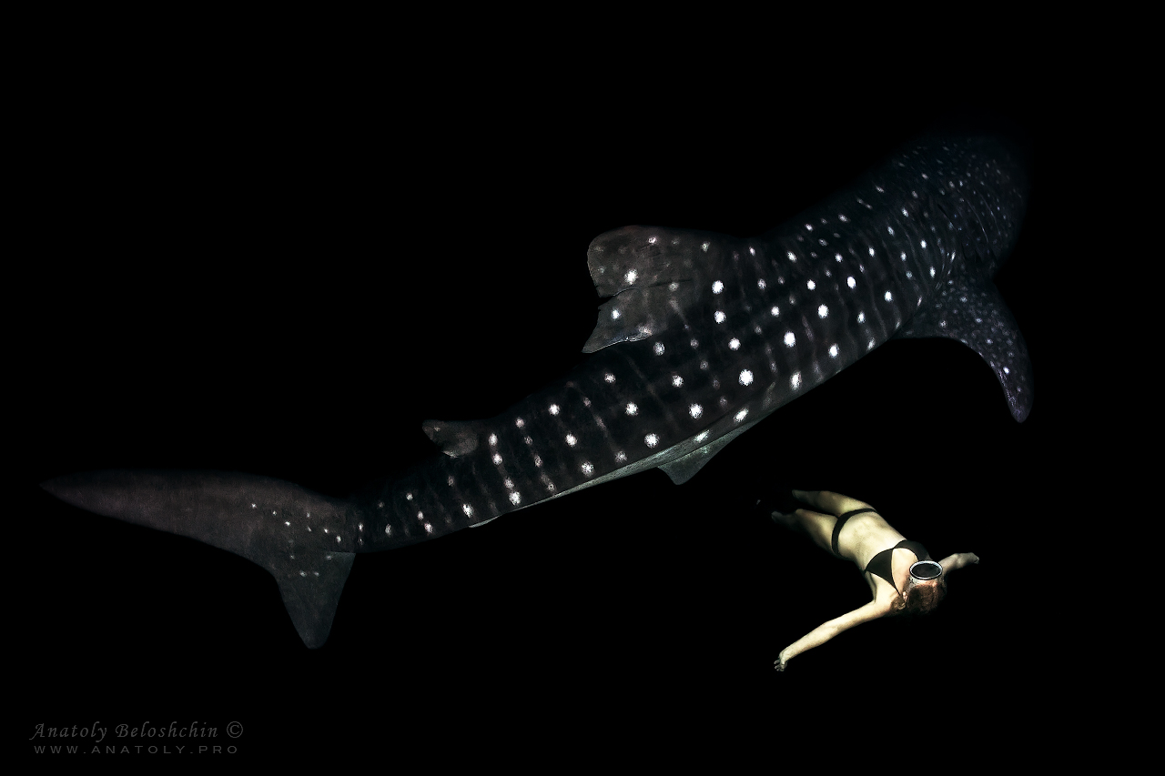 Whale shark 