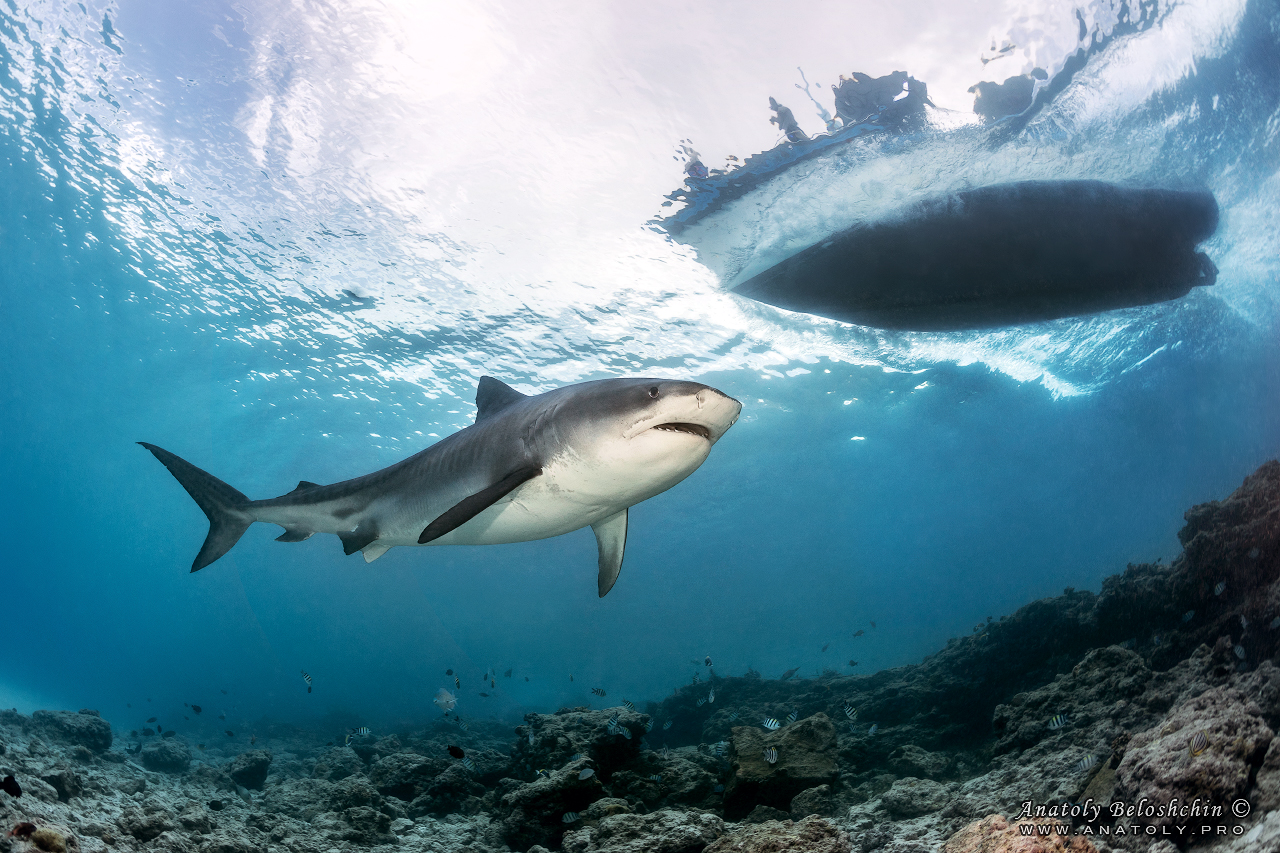 Tiger shark, maldives, Anatoly Beloshchin, Анатолий Белощин