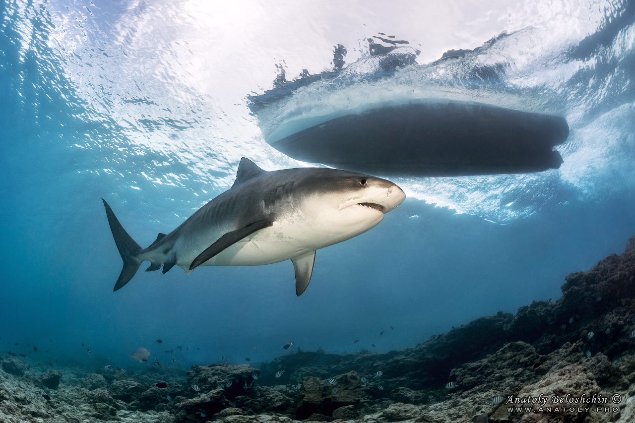Tiger shark, maldives, Anatoly Beloshchin, Анатолий Белощин