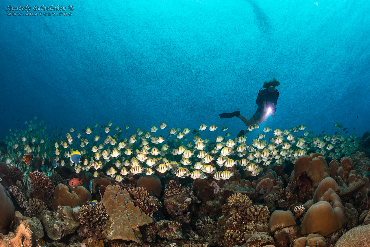 Maldives, Мальдивы, Beloshchin, Белощин