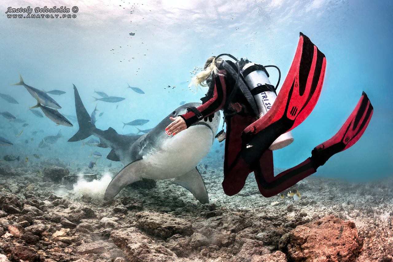 Tiger shark, maldives, Anatoly Beloshchin, Анатолий Белощин