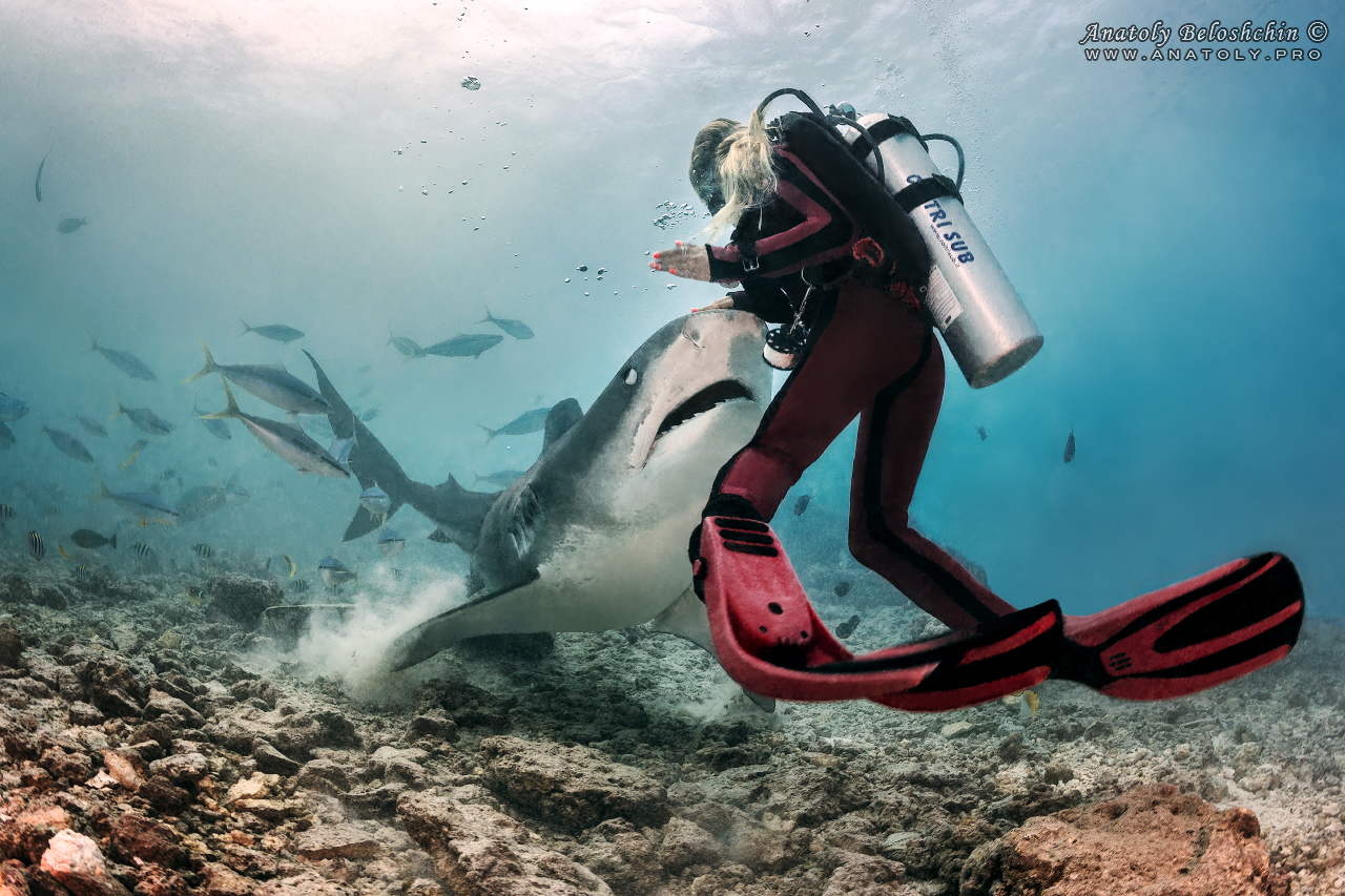 Tiger shark, maldives, Anatoly Beloshchin, Анатолий Белощин