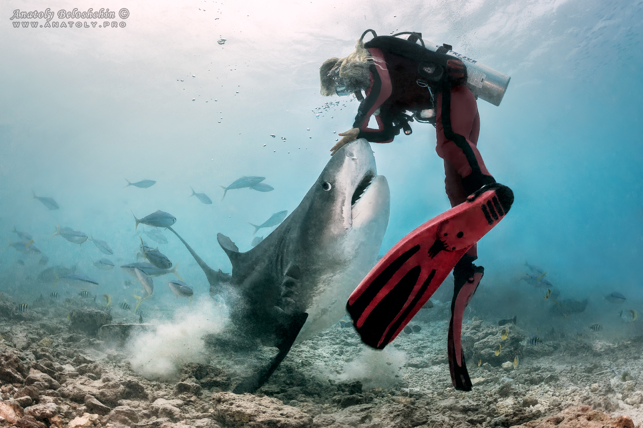 Tiger shark, maldives, Anatoly Beloshchin, Анатолий Белощин