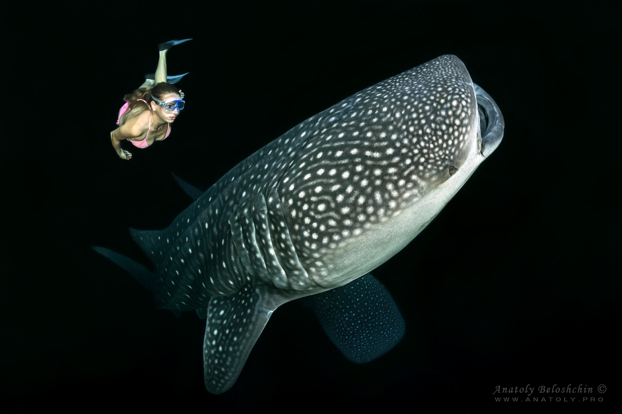 Whale shark, Maldives, Anatoly Beloshchin, Анатолий Белощин