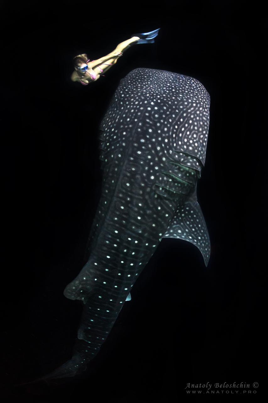 Whale shark, Maldives, Anatoly Beloshchin, Анатолий Белощин