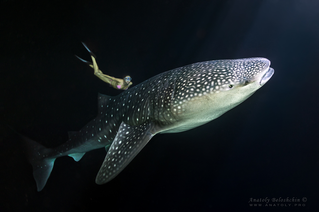 Whale shark, Maldives, Anatoly Beloshchin, Анатолий Белощин