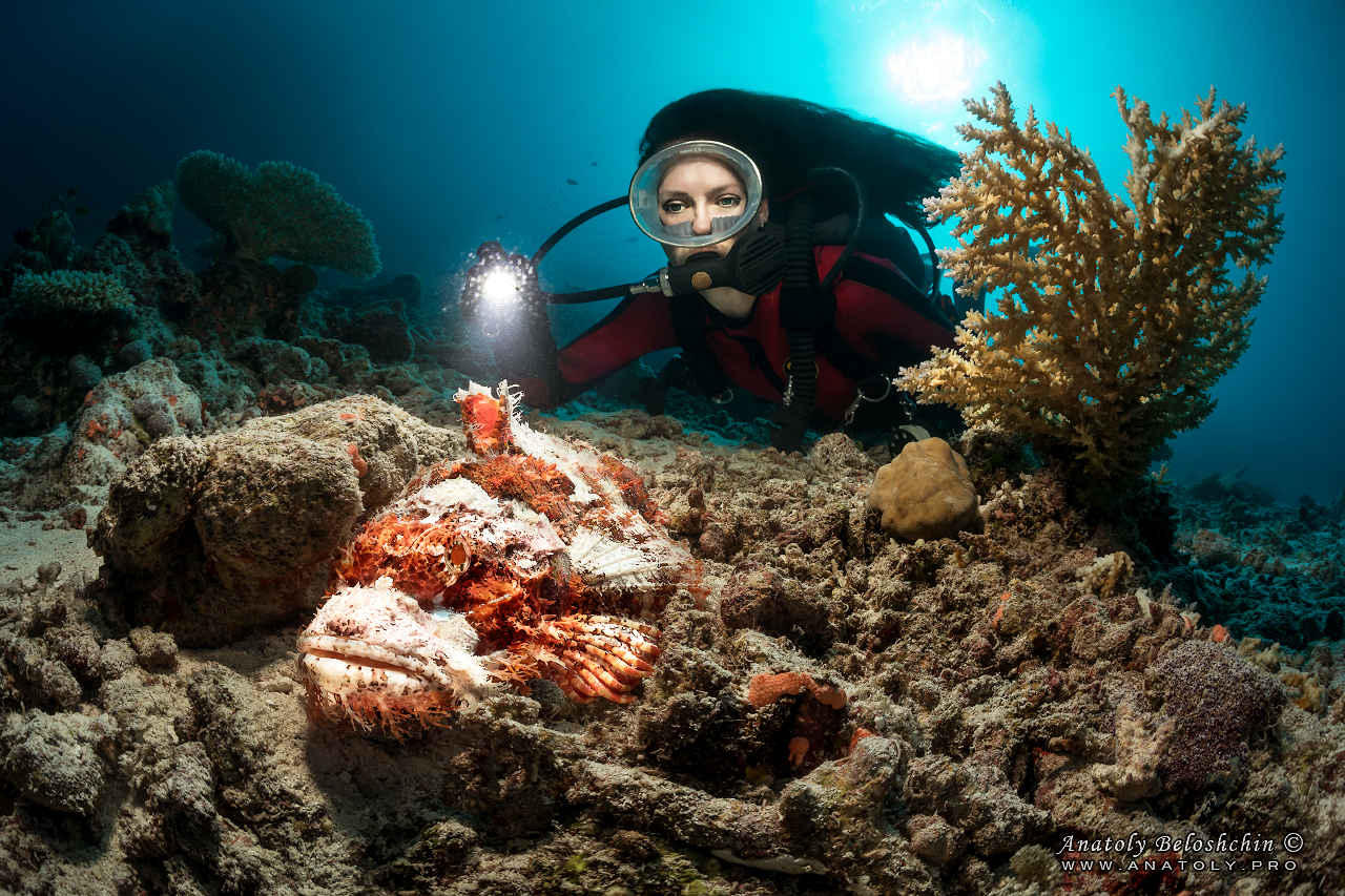 Stone fish, Maldives, Anatoly Beloshchin, Анатолий Белощин