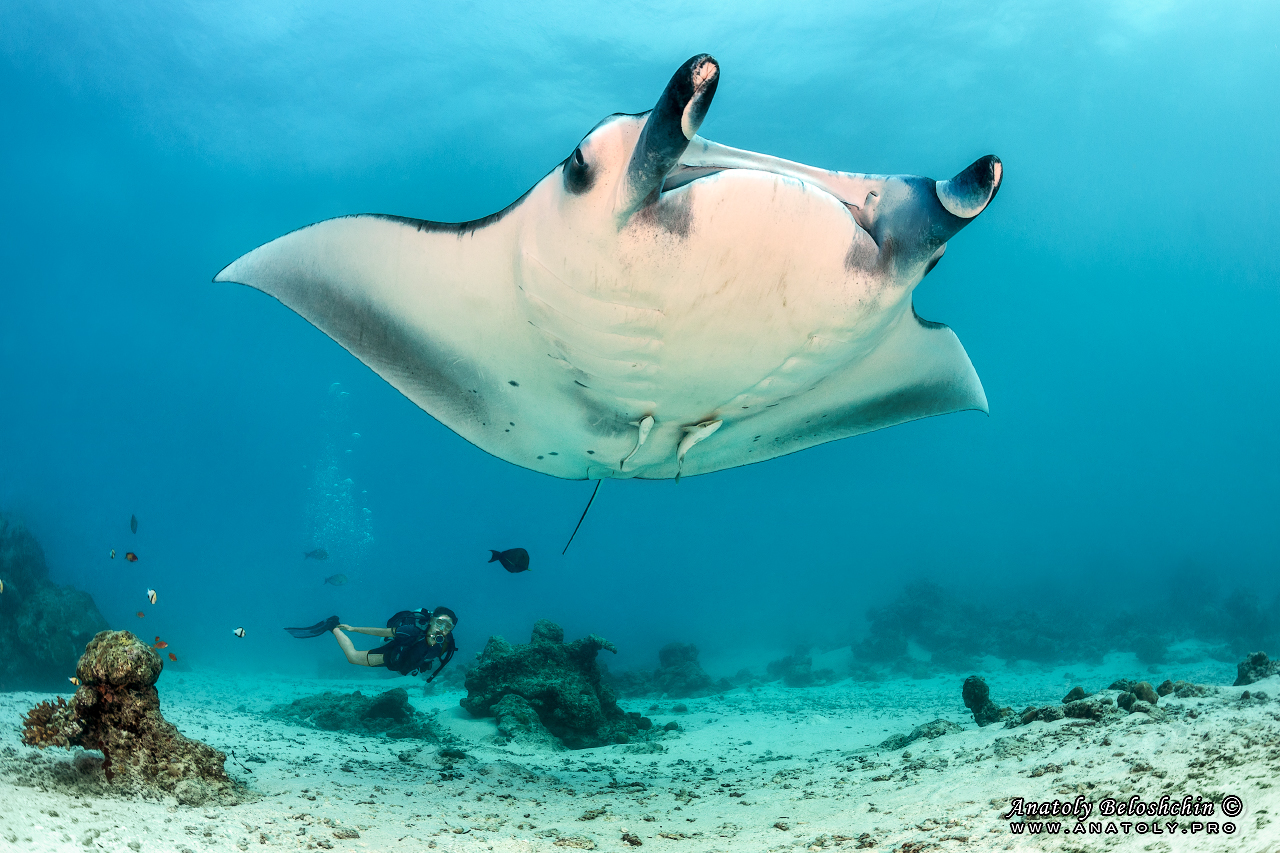 Maldives, Мальдивы, Beloshchin, Белощин