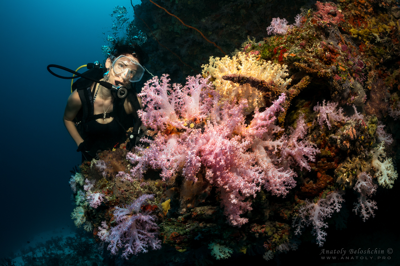 Soft corals, Maldives, Anatoly Beloshchin, Анатолий Белощин