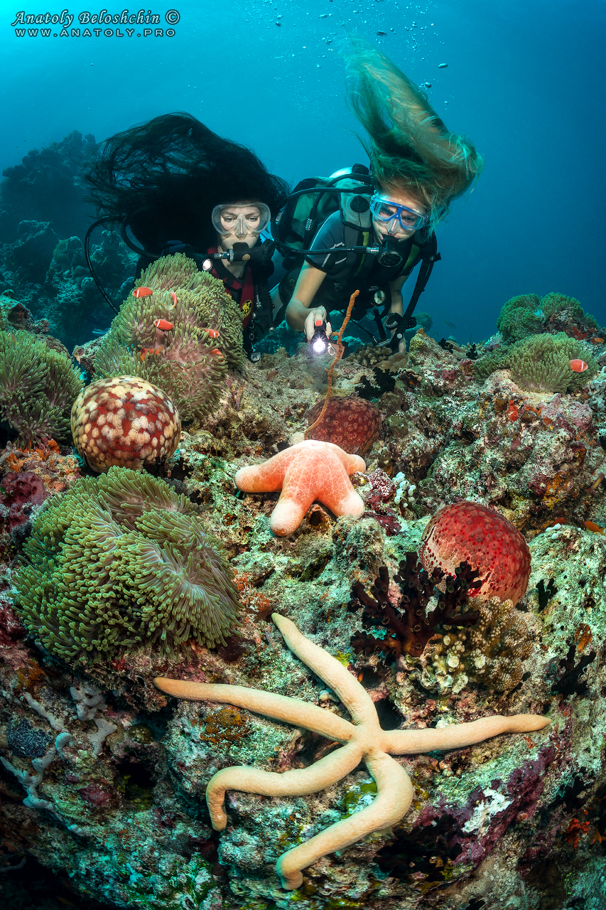 Sea stars, Maldives, Anatoly Beloshchin, Анатолий Белощин