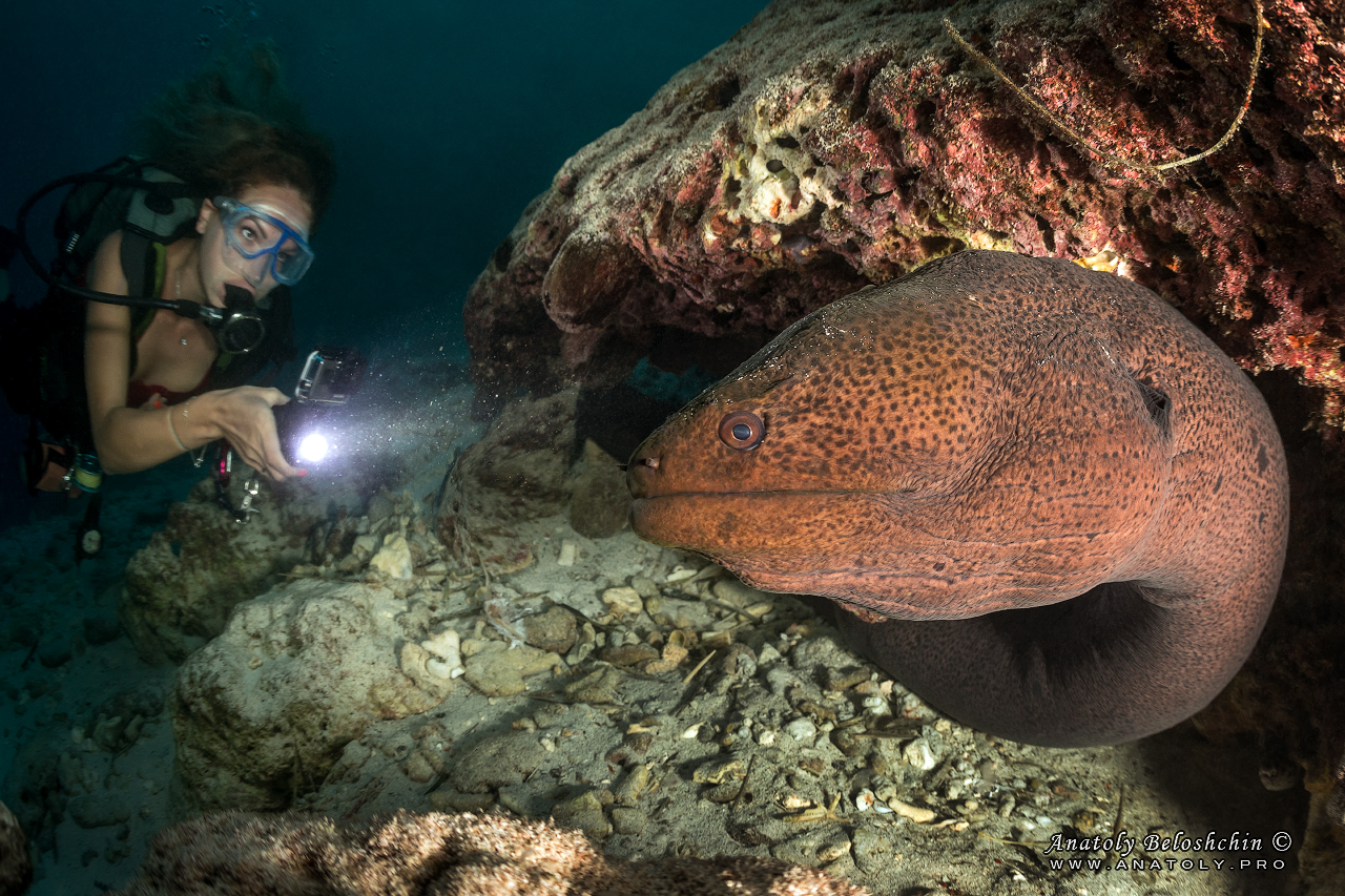 Moray, Maldives, Anatoly Beloshchin, Анатолий Белощин