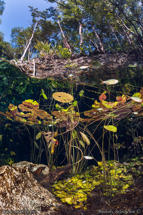 Underwater wide angle, Nicte Ha Cenote,  Anatoly Beloshchin, Белощин