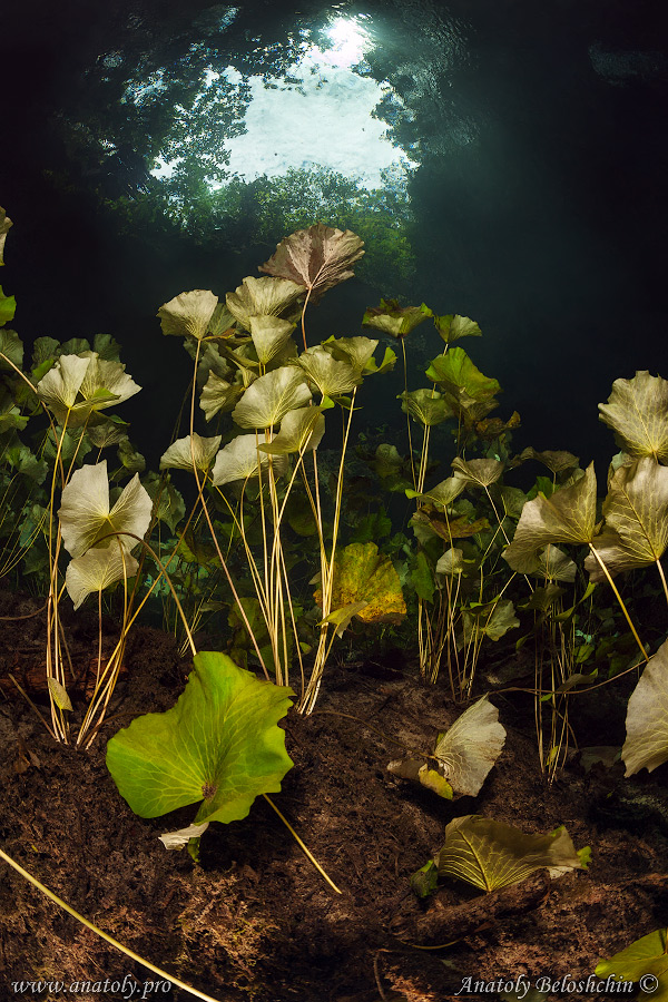 Zapote , Cenote,  Anatoly Beloshchin, Белощин