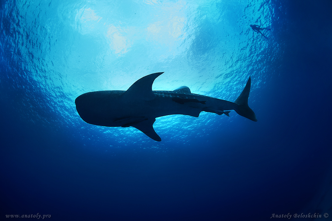Shark, Underwater wide angle, Anatoly Beloshchin, Белощин