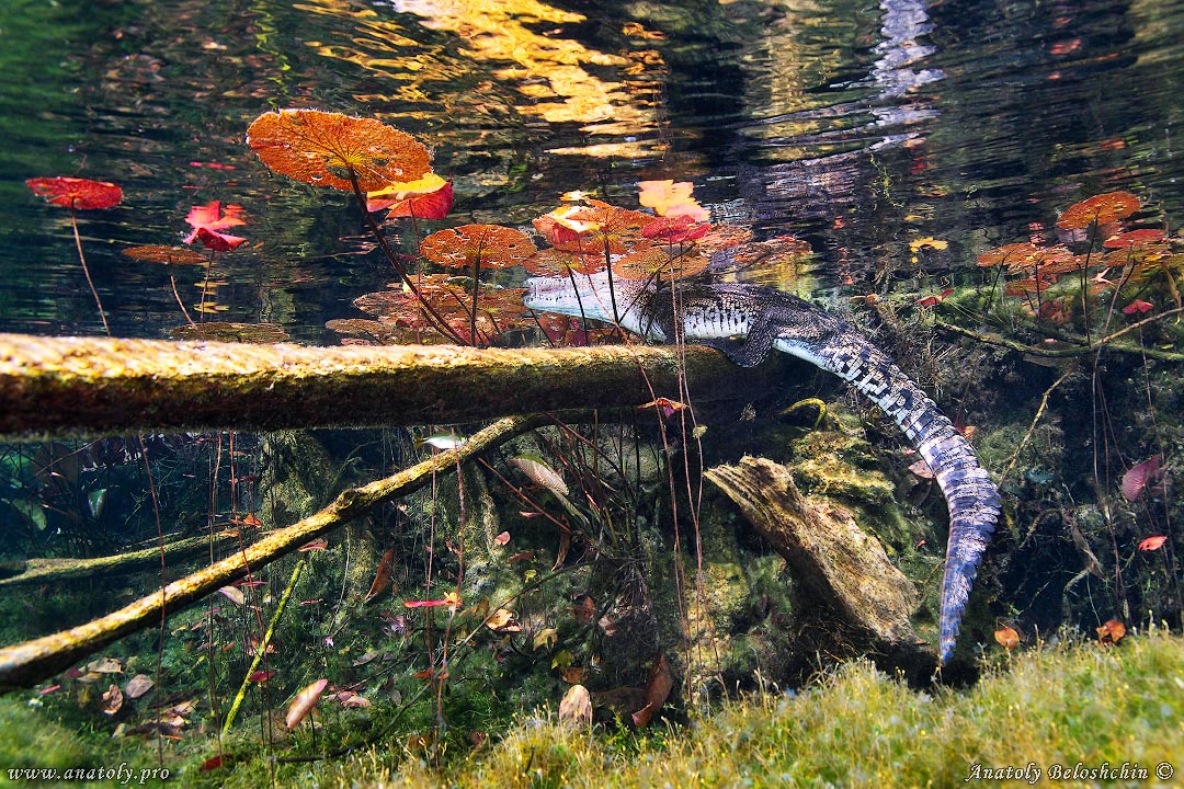 Crocodile, Underwater wide angle, Anatoly Beloshchin, Белощин