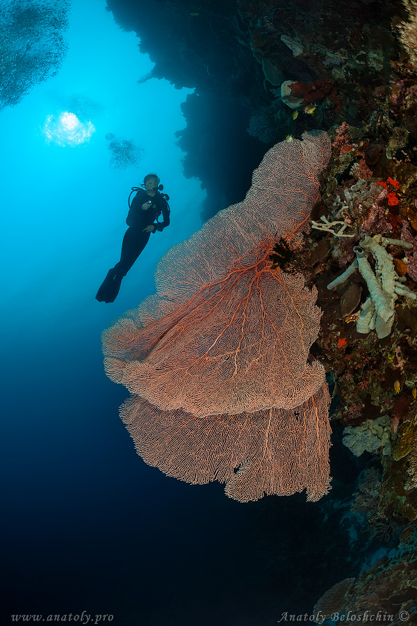 Underwater wide angle, Anatoly Beloshchin, Белощин
