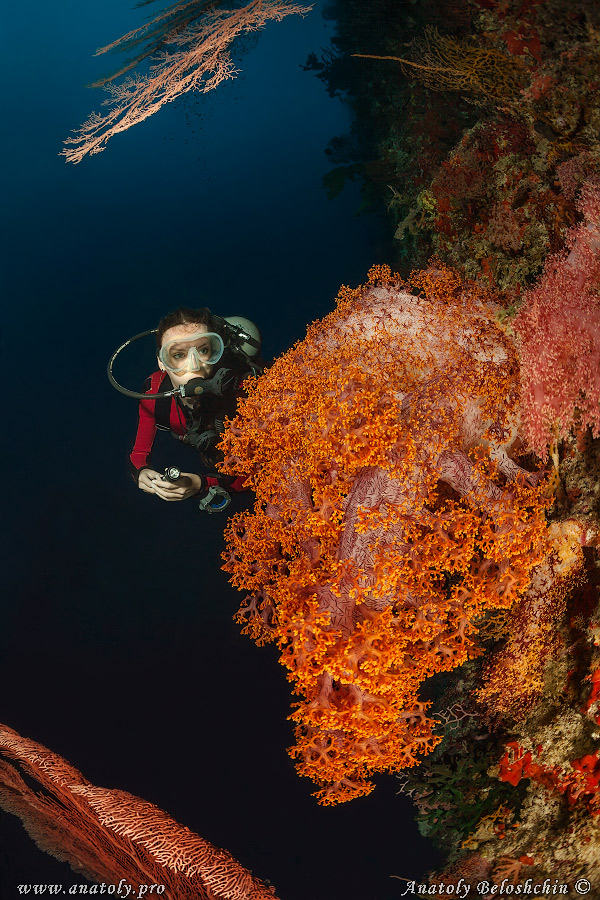 Underwater wide angle, Anatoly Beloshchin, Белощин